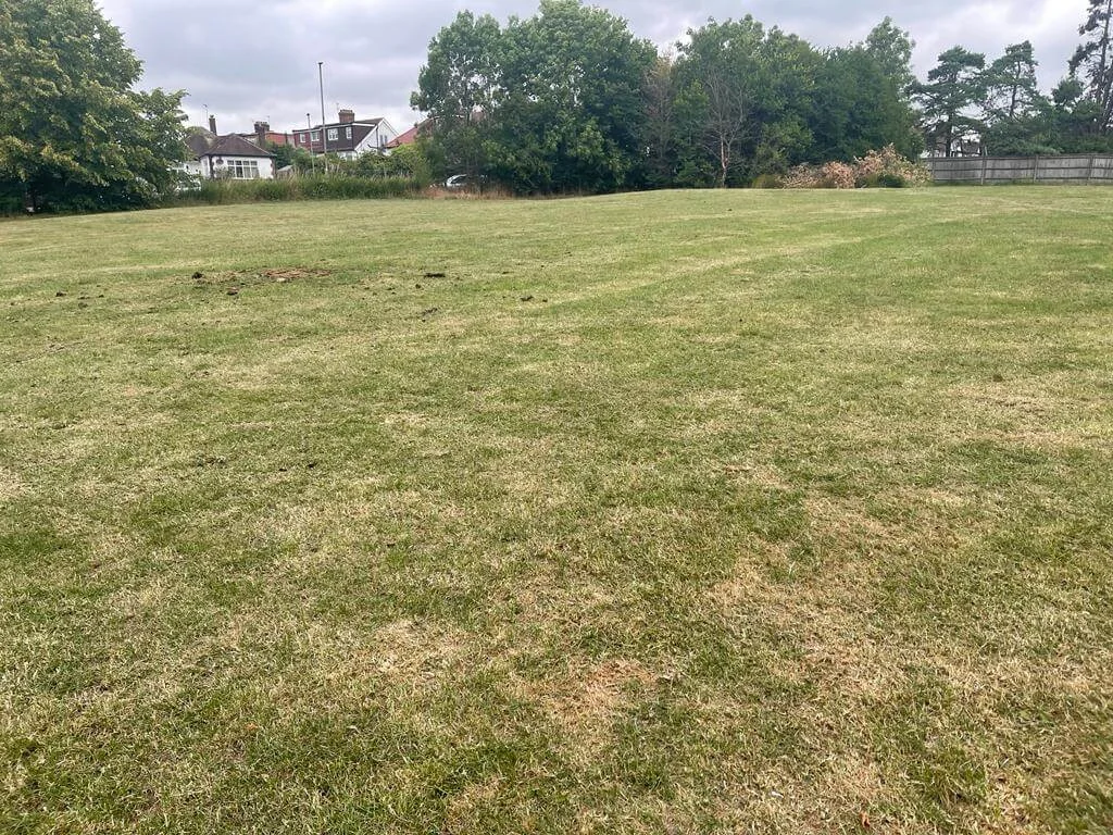 Grass Area