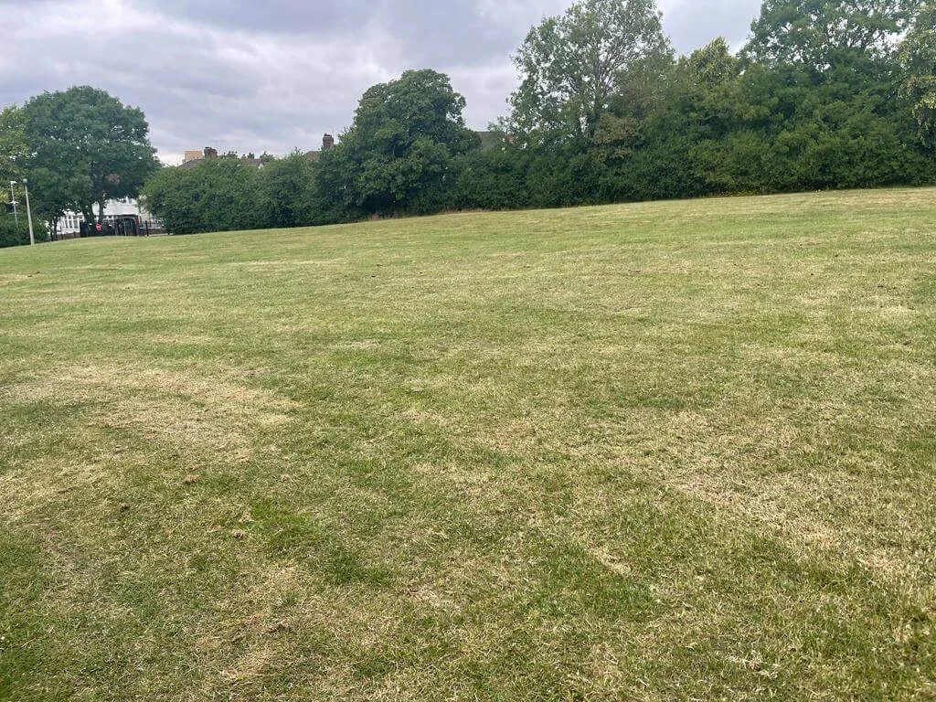 Grass Area